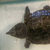 Alligator Snapping Turtle