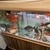 KOI, GOLDFISH & TANK FOR SALE - GREAT PRICE