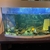 Fish tanks