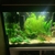 Fluval Roma 125l - Full setup £380ono