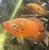 Breeding Pair of Jewel Cichlids