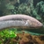 South American xxl Lungfish 32 inch £80 reduced