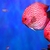 Discus Show Tanks x 2 - Stunning Aquariums with 25 Beautiful Discus