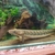 17 inches Tuegelsi Bichir for sale £60