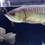 Stock clear out - RTG Asian Arowana, Florida Gar, Giraffe catfish, Ripsaw catfis