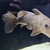 Stock clear out - RTG Asian Arowana, Florida Gar, Giraffe catfish, Ripsaw catfis