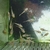 Super Yellow Albino Long Fin bristlenose pleco,    SOLD   