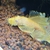 Super Yellow Albino Long Fin bristlenose pleco,    SOLD   