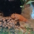 Super Red Long Fin Bristlenose Pleco Breeding Pair, also cave for L46, l046,l173