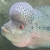 Flowerhorn