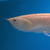 SOLD  ALBINO AROWANA 7 inches MUST SEE