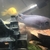 Blue zebra Malawi cichlid 5 inch plus