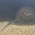 Hybrid Bd/thousand island stingray mature female 15” disc