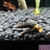 2x Rabbit Snails for sale