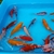 Medium size Goldfish Variety Pond Selection Pack -5-6