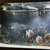 7 Large Red Bellied Piranha