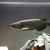 Jardini Arowana for sale