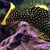 L number plecos for sale breeding groups rare plecos