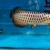 Extremely Rare PureBreed F1 Malaysian Golden BlueBase Crossback Arowana