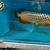 Extremely Rare PureBreed F1 Malaysian Golden BlueBase Crossback Arowana