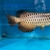 Extremely Rare PureBreed F1 Malaysian Golden BlueBase Crossback Arowana