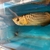 Extremely Rare PureBreed F1 Malaysian Golden BlueBase Crossback Arowana