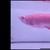 Rarest Arowana In The World Available Pre-Order Albino Super Red