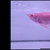 Rarest Arowana In The World Available Pre-Order Albino Super Red