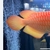 Rarest Arowana In The World Available Pre-Order Albino Super Red