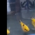 Golden Yellow Tiger Parrot Fish….. all Sold out now 