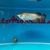 Very Rare KING AROWANA 24k GOLD CROSBACK SOLD SOLD SOLD