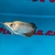 Very Rare KING AROWANA 24k GOLD CROSBACK SOLD SOLD SOLD