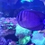 Regal and SailFin large tangs