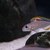 XENOTILAPIA NIGROLABIATA RED PRINCESS F2 - 6 cm 10 pounds each adults 15 pounds 