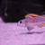 XENOTILAPIA NIGROLABIATA RED PRINCESS F2 - 6 cm 10 pounds each adults 15 pounds 