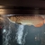 Malaysian golden arowana