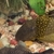 Plecos Super red,L200