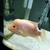 MIDAS CICHLID FOR SALE