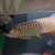 Golden Cross back arowana