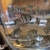 Angel fish Leopoldi f1 fry for sale