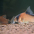 Corydoras Davidsandsi