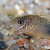 Corydoras Similis