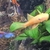 Blue eyed gold bristlenose and albino bristlenose