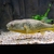 SOLD. MBU Puffer Fish Tetraodon 12 inches + pred aquarium datnoid stingray Condi