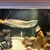 Silver Arowana for sell 