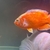 Chilli Red Oscar Fish - 20cm  Large 