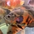 Tiger Red Oscar Fish - 30cm Large