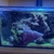 Tank Closure - Clown Fish, Live Rock and Green Star Polyp for sale