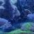 Tank Closure - Clown Fish, Live Rock and Green Star Polyp for sale