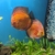 2 x Breeding Pair of Discus Proven